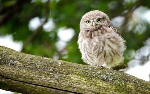 ---bird-close-up-owl-7252