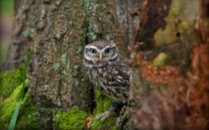 ---bird-little-owl-7253