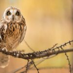 ---bird-owl-branch-7258