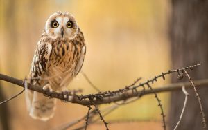 ---bird-owl-branch-7258