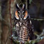 ---bird-owl-look-branch-7259