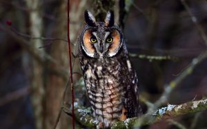 ---bird-owl-look-branch-7259