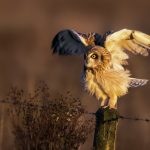 ---bird-owl-nature-photo-7260