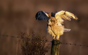 ---bird-owl-nature-photo-7260