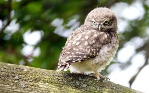 ---bird-sitting-owl-7262