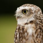 ---close-up-owl-14092