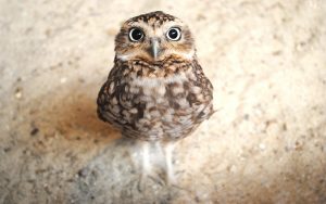 ---cute-owl-wallpaper-14358