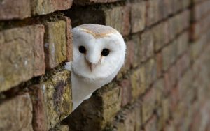 ---desktop-backgrounds-owls-free-8321