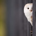 Barn Owl