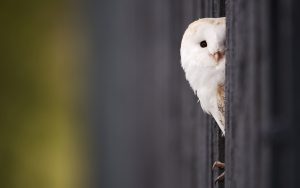 Barn Owl