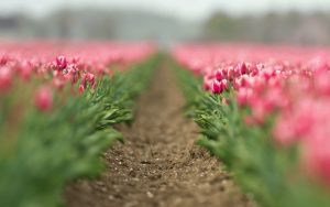 ---field-flowers-tulips-pink-8746