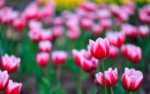 ---field-tulips-flowers-8749