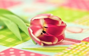 ---flower-tulip-photo-close-up-14808