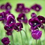 ---flowers-mauve-tulips-nature-14819