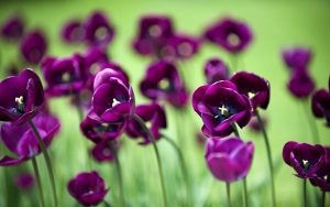 ---flowers-mauve-tulips-nature-14819