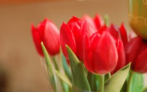 ---flowers-red-tulips-8830