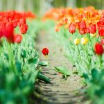 ---flowers-tulips-green-leaves-nature-8831