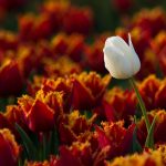 ---flowers-tulips-one-white-amazing-8832