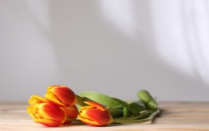 ---flowers-tulips-table-8834