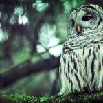 ---forest-nature-branch-owl-bird-awesome-photo-8893