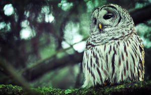 ---forest-nature-branch-owl-bird-awesome-photo-8893