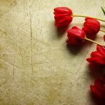 ---grunge-red-tulips-1092