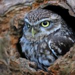 ---hollow-tree-trunk-bird-owl-15308