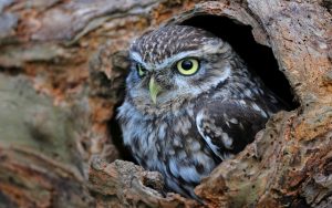 ---hollow-tree-trunk-bird-owl-15308