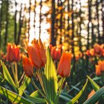 orange-tulips-2880x1800-sunrise-morning-4k-4499