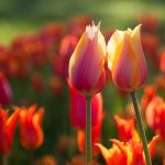 ---orange-tulips-summer-11035