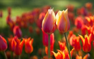 ---orange-tulips-summer-11035