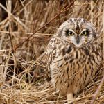 ---owl-bird-grass-11050