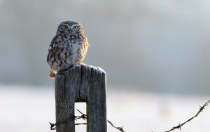 ---owl-bird-look-11051