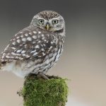 ---owl-bird-tree-stump-moss-11052