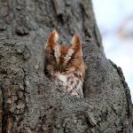 ---owl-in-tree-hole-11056