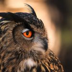 ---owl-orange-eyes-11057