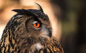 ---owl-orange-eyes-11057