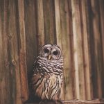 ---owl-photo-bird-11059