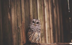 ---owl-photo-bird-11059