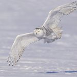 ---owl-winter-11061