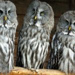 ---owls-birds-close-up-11066