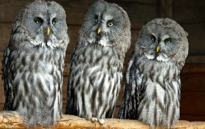 ---owls-birds-close-up-11066