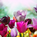 ---pink-purple-tulips-11240