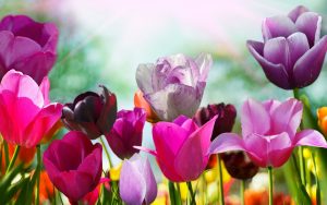 ---pink-purple-tulips-11240