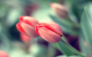 ---pink-tulip-buds-11242