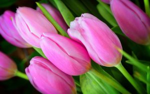 ---pink-tulip-buds-flower-11241