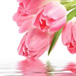 ---pink-tulips-11244