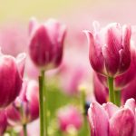 pink-tulips-2560x1600-hd-tulips-2370