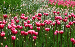 pink-tulips-2880x1800-flora-blossom-hd-5k-3921