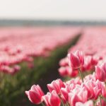 ---pink-tulips-field-5206